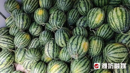 今日吃瓜在线网站潍坊,今日吃瓜在线，揭秘城市新鲜事